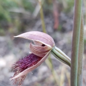 Calochilus platychilus at Bruce, ACT - 15 Oct 2021