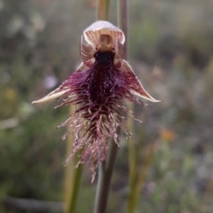 Calochilus platychilus at Bruce, ACT - 15 Oct 2021