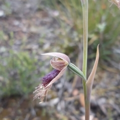 Calochilus platychilus at Bruce, ACT - 15 Oct 2021