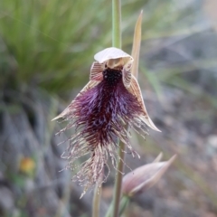 Calochilus platychilus at Bruce, ACT - 15 Oct 2021