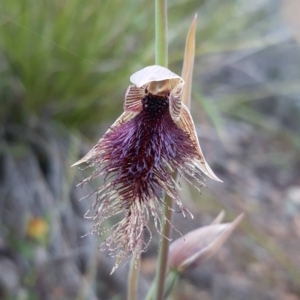 Calochilus platychilus at Bruce, ACT - 15 Oct 2021