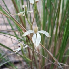 Caladenia cucullata (Lemon Caps) at Black Mountain - 15 Oct 2021 by mlech