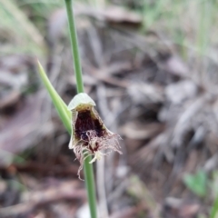 Calochilus platychilus (Purple Beard Orchid) at Black Mountain - 15 Oct 2021 by mlech