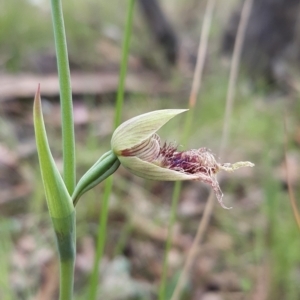 Calochilus platychilus at Aranda, ACT - 15 Oct 2021