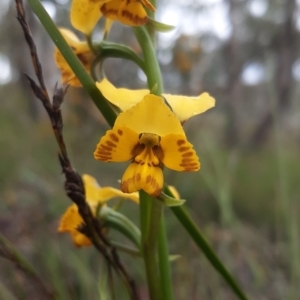 Diuris nigromontana at Aranda, ACT - 15 Oct 2021