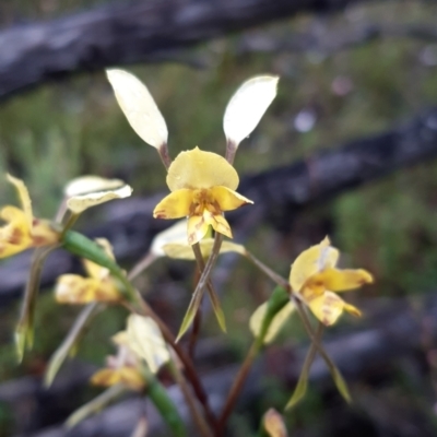 Diuris nigromontana (Black Mountain Leopard Orchid) at Black Mountain - 15 Oct 2021 by mlech
