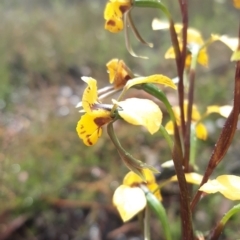 Diuris nigromontana (Black Mountain Leopard Orchid) at Aranda, ACT - 15 Oct 2021 by mlech