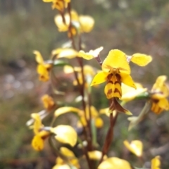 Diuris nigromontana at Aranda, ACT - 15 Oct 2021