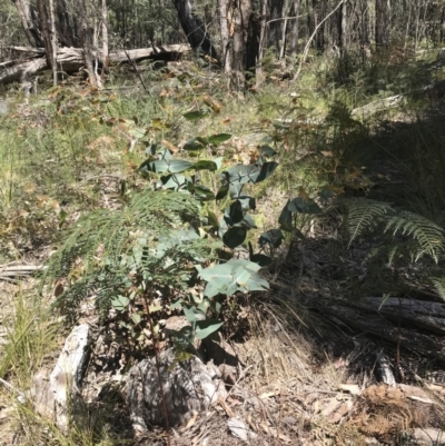 Eucalyptus dives (Broad-leaved Peppermint) at Paddys River, ACT - 9 Oct 2021 by Tapirlord
