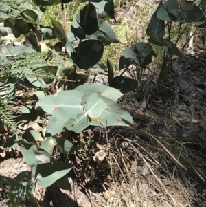 Eucalyptus dives at Paddys River, ACT - 9 Oct 2021