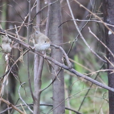 Acanthiza pusilla (Brown Thornbill) at Yackandandah, VIC - 14 Oct 2021 by KylieWaldon