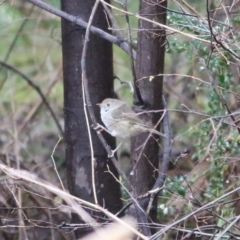 Acanthiza pusilla at Yackandandah, VIC - 15 Oct 2021