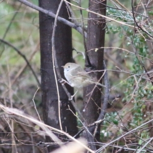 Acanthiza pusilla at Yackandandah, VIC - 15 Oct 2021 07:57 AM