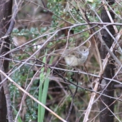 Acanthiza pusilla at Yackandandah, VIC - 15 Oct 2021 07:57 AM