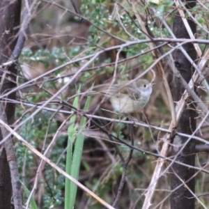 Acanthiza pusilla at Yackandandah, VIC - 15 Oct 2021 07:57 AM