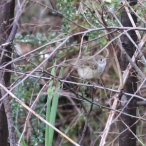 Acanthiza pusilla at Yackandandah, VIC - 15 Oct 2021