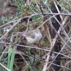 Acanthiza pusilla at Yackandandah, VIC - 15 Oct 2021