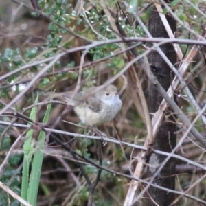 Acanthiza pusilla at Yackandandah, VIC - 15 Oct 2021 07:57 AM