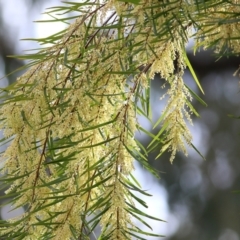 Unidentified Wattle at Yackandandah, VIC - 14 Oct 2021 by KylieWaldon