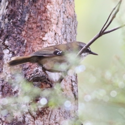 Sericornis frontalis (White-browed Scrubwren) at Yackandandah, VIC - 14 Oct 2021 by KylieWaldon