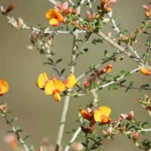 Mirbelia oxylobioides at Yackandandah, VIC - 15 Oct 2021 08:02 AM