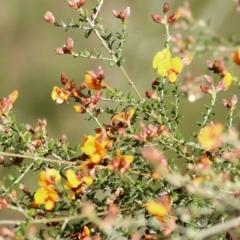 Mirbelia oxylobioides at Yackandandah, VIC - 15 Oct 2021 08:02 AM