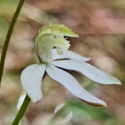 Caladenia moschata (Musky Caps) at Black Mountain - 15 Oct 2021 by RobG1
