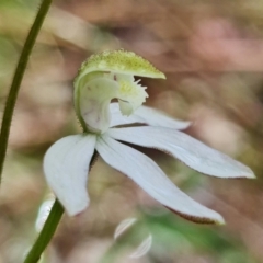 Caladenia moschata (Musky caps) at Acton, ACT - 15 Oct 2021 by RobG1