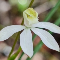 Caladenia moschata at Acton, ACT - suppressed