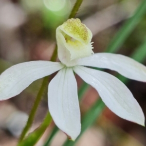 Caladenia moschata at Acton, ACT - suppressed