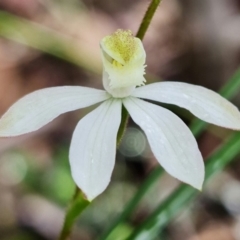 Caladenia moschata at Acton, ACT - suppressed