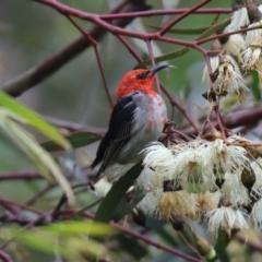 Myzomela sanguinolenta (Scarlet Honeyeater) at Cook, ACT - 15 Oct 2021 by Tammy