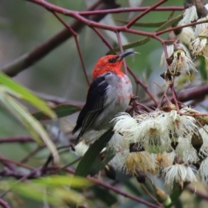 Myzomela sanguinolenta at Cook, ACT - 15 Oct 2021