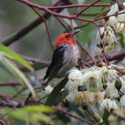 Myzomela sanguinolenta (Scarlet Honeyeater) at Cook, ACT - 15 Oct 2021 by Tammy