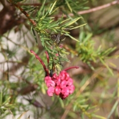 Grevillea lanigera (Woolly Grevillea) at Yackandandah, VIC - 14 Oct 2021 by KylieWaldon