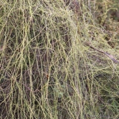 Cassytha (genus) (Dodder) at Yackandandah, VIC - 15 Oct 2021 by KylieWaldon