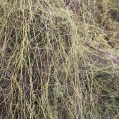 Unidentified Climber or Mistletoe at Yackandandah, VIC - 14 Oct 2021 by KylieWaldon