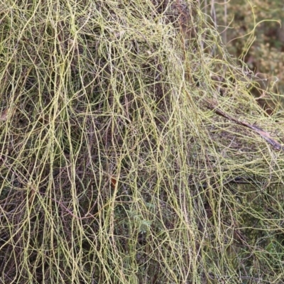 Cassytha (genus) (Dodder) at Yackandandah, VIC - 15 Oct 2021 by KylieWaldon