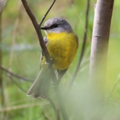 Eopsaltria australis (Eastern Yellow Robin) at Yackandandah, VIC - 15 Oct 2021 by KylieWaldon