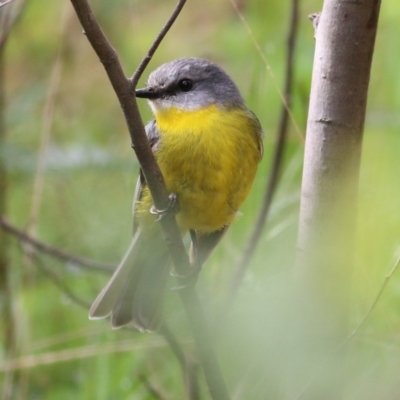 Eopsaltria australis (Eastern Yellow Robin) at Yackandandah, VIC - 14 Oct 2021 by KylieWaldon