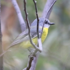Eopsaltria australis at Yackandandah, VIC - 15 Oct 2021 08:15 AM