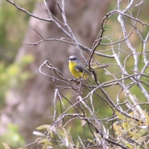 Eopsaltria australis at Yackandandah, VIC - 15 Oct 2021 08:15 AM