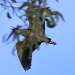 Egretta novaehollandiae (White-faced Heron) at Yackandandah, VIC - 15 Oct 2021 by KylieWaldon