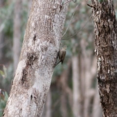 Climacteris picumnus victoriae (Brown Treecreeper) at Yackandandah, VIC - 15 Oct 2021 by KylieWaldon