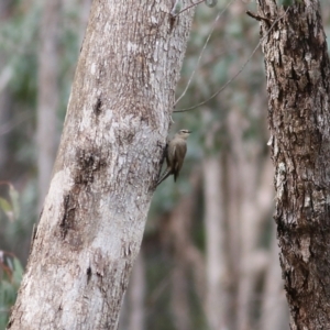 Climacteris picumnus victoriae at Yackandandah, VIC - 15 Oct 2021 08:28 AM