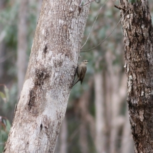 Climacteris picumnus victoriae at Yackandandah, VIC - 15 Oct 2021 08:28 AM