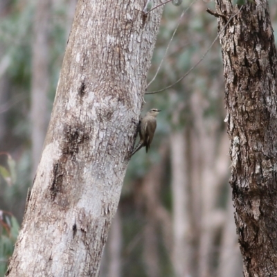 Climacteris picumnus victoriae (Brown Treecreeper) at Yackandandah, VIC - 15 Oct 2021 by KylieWaldon