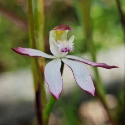 Caladenia moschata (Musky Caps) at Point 26 - 15 Oct 2021 by RobG1