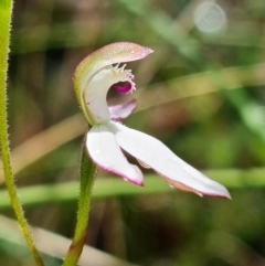 Caladenia moschata at Undefined Area - suppressed