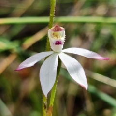 Caladenia moschata at Undefined Area - suppressed